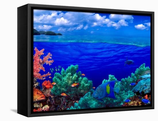 Underwater View of Yellowbar Angelfish (Pomacanthus Maculosus) with Tiger Grouper (Mycteroperca ...-null-Framed Premier Image Canvas