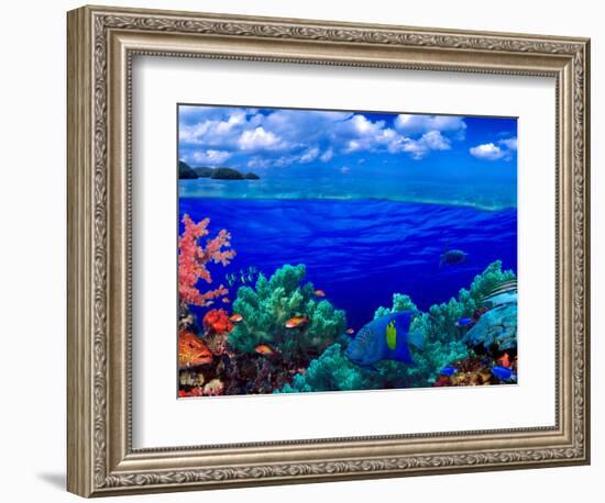 Underwater View of Yellowbar Angelfish (Pomacanthus Maculosus) with Tiger Grouper (Mycteroperca ...-null-Framed Photographic Print