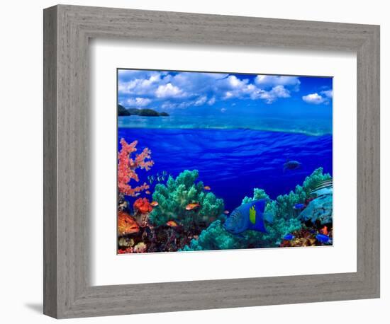 Underwater View of Yellowbar Angelfish (Pomacanthus Maculosus) with Tiger Grouper (Mycteroperca ...-null-Framed Photographic Print