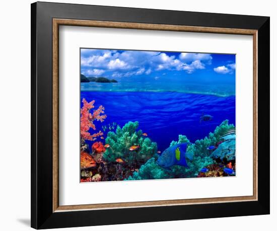 Underwater View of Yellowbar Angelfish (Pomacanthus Maculosus) with Tiger Grouper (Mycteroperca ...-null-Framed Photographic Print