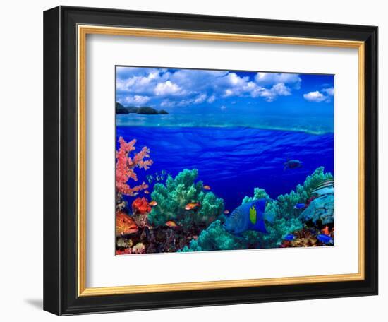 Underwater View of Yellowbar Angelfish (Pomacanthus Maculosus) with Tiger Grouper (Mycteroperca ...-null-Framed Photographic Print