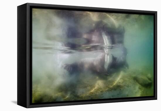 Underwater Walrus and Calf in Hudson Bay, Nunavut, Canada-Paul Souders-Framed Premier Image Canvas