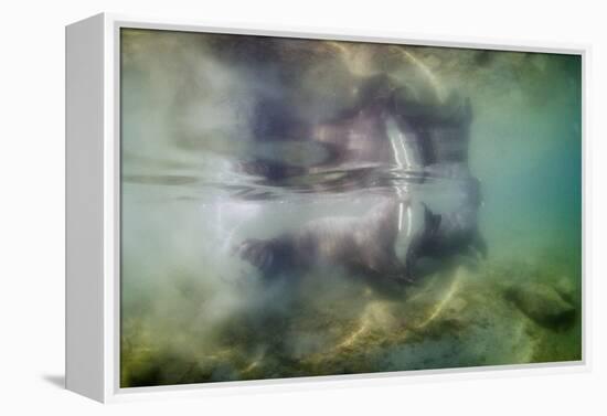 Underwater Walrus and Calf in Hudson Bay, Nunavut, Canada-Paul Souders-Framed Premier Image Canvas