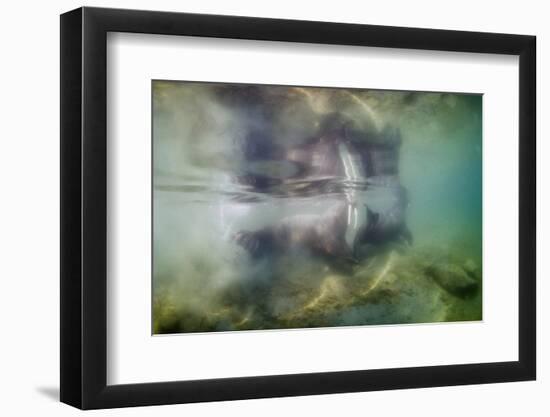 Underwater Walrus and Calf in Hudson Bay, Nunavut, Canada-Paul Souders-Framed Photographic Print