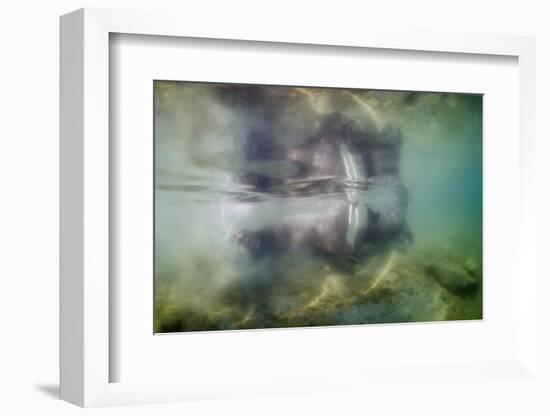 Underwater Walrus and Calf in Hudson Bay, Nunavut, Canada-Paul Souders-Framed Photographic Print