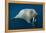 Underwater Walrus, Hudson Bay, Nunavut, Canada-Paul Souders-Framed Premier Image Canvas