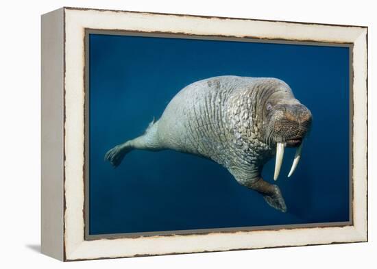 Underwater Walrus, Hudson Bay, Nunavut, Canada-Paul Souders-Framed Premier Image Canvas