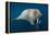 Underwater Walrus, Hudson Bay, Nunavut, Canada-Paul Souders-Framed Premier Image Canvas