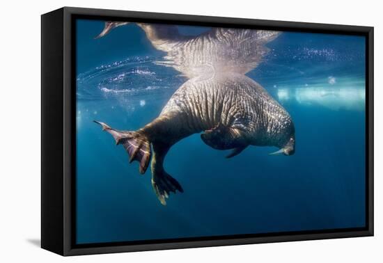 Underwater Walrus, Hudson Bay, Nunavut, Canada-Paul Souders-Framed Premier Image Canvas