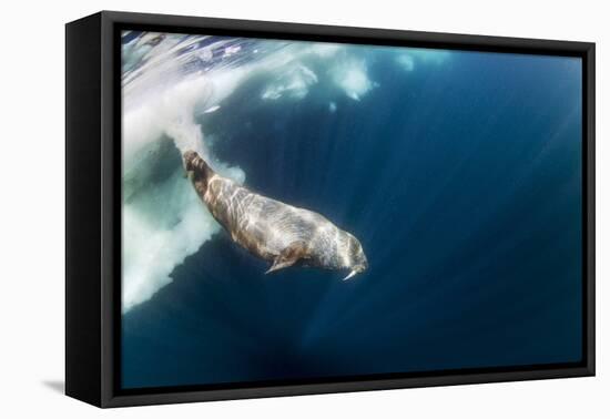 Underwater Walrus, Hudson Bay, Nunavut, Canada-Paul Souders-Framed Premier Image Canvas