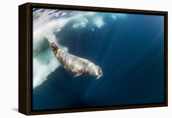 Underwater Walrus, Hudson Bay, Nunavut, Canada-Paul Souders-Framed Premier Image Canvas