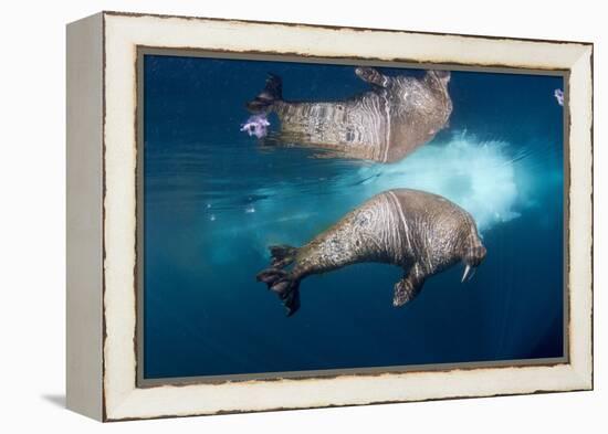 Underwater Walrus, Hudson Bay, Nunavut, Canada-Paul Souders-Framed Premier Image Canvas