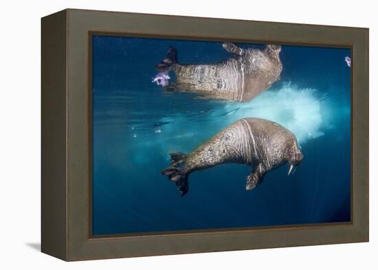 Underwater Walrus, Hudson Bay, Nunavut, Canada-Paul Souders-Framed Premier Image Canvas