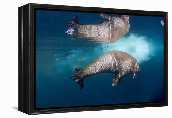 Underwater Walrus, Hudson Bay, Nunavut, Canada-Paul Souders-Framed Premier Image Canvas