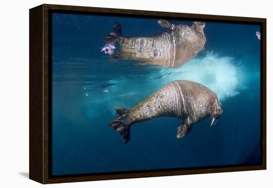 Underwater Walrus, Hudson Bay, Nunavut, Canada-Paul Souders-Framed Premier Image Canvas