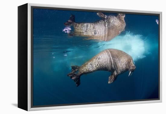 Underwater Walrus, Hudson Bay, Nunavut, Canada-Paul Souders-Framed Premier Image Canvas