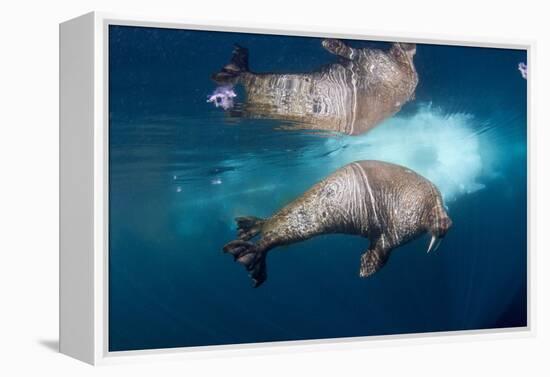 Underwater Walrus, Hudson Bay, Nunavut, Canada-Paul Souders-Framed Premier Image Canvas