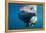 Underwater Walrus, Hudson Bay, Nunavut, Canada-Paul Souders-Framed Premier Image Canvas