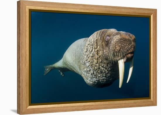 Underwater Walrus, Hudson Bay, Nunavut, Canada-Paul Souders-Framed Premier Image Canvas