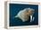 Underwater Walrus, Hudson Bay, Nunavut, Canada-Paul Souders-Framed Premier Image Canvas