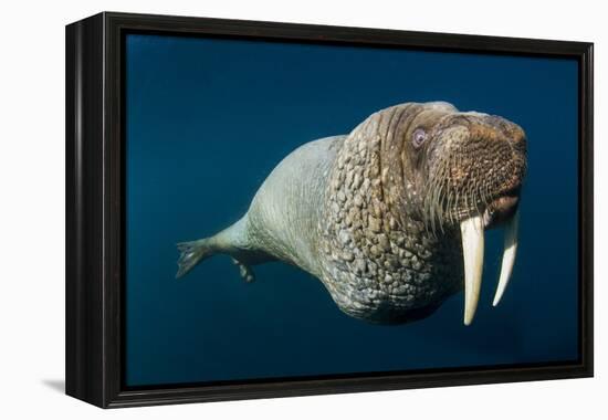 Underwater Walrus, Hudson Bay, Nunavut, Canada-Paul Souders-Framed Premier Image Canvas