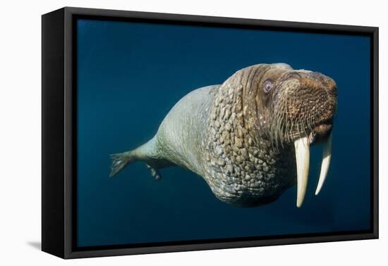 Underwater Walrus, Hudson Bay, Nunavut, Canada-Paul Souders-Framed Premier Image Canvas