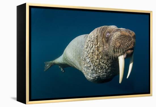 Underwater Walrus, Hudson Bay, Nunavut, Canada-Paul Souders-Framed Premier Image Canvas