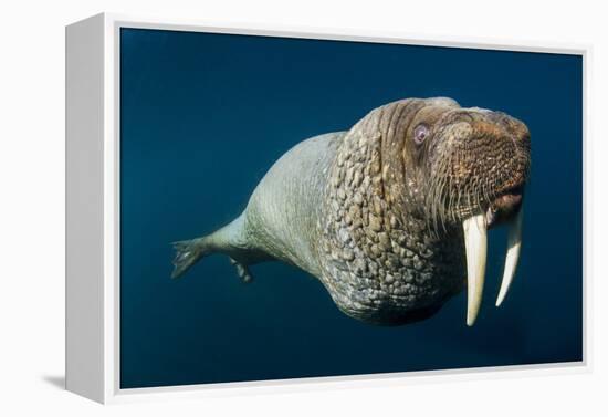 Underwater Walrus, Hudson Bay, Nunavut, Canada-Paul Souders-Framed Premier Image Canvas