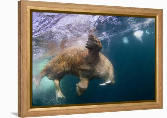 Underwater Walrus, Hudson Bay, Nunavut, Canada-Paul Souders-Framed Premier Image Canvas