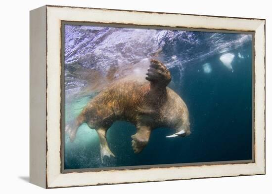 Underwater Walrus, Hudson Bay, Nunavut, Canada-Paul Souders-Framed Premier Image Canvas