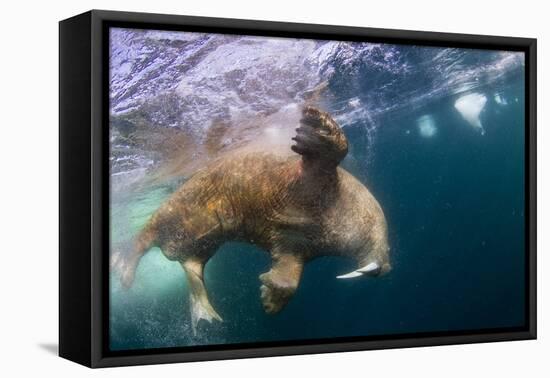 Underwater Walrus, Hudson Bay, Nunavut, Canada-Paul Souders-Framed Premier Image Canvas