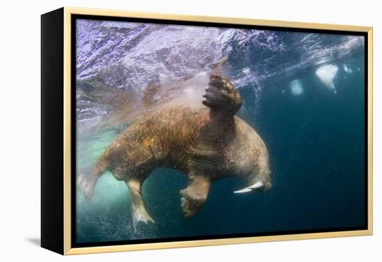 Underwater Walrus, Hudson Bay, Nunavut, Canada-Paul Souders-Framed Premier Image Canvas