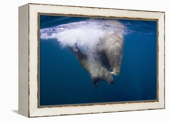 Underwater Walrus, Hudson Bay, Nunavut, Canada-Paul Souders-Framed Premier Image Canvas