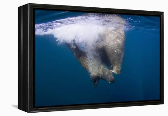 Underwater Walrus, Hudson Bay, Nunavut, Canada-Paul Souders-Framed Premier Image Canvas