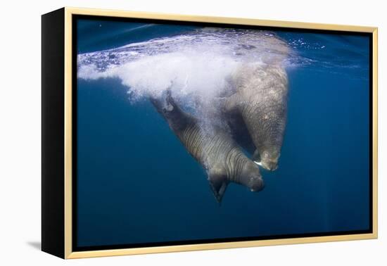 Underwater Walrus, Hudson Bay, Nunavut, Canada-Paul Souders-Framed Premier Image Canvas