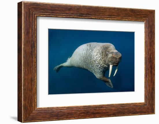 Underwater Walrus, Hudson Bay, Nunavut, Canada-Paul Souders-Framed Photographic Print