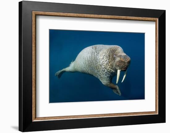 Underwater Walrus, Hudson Bay, Nunavut, Canada-Paul Souders-Framed Photographic Print