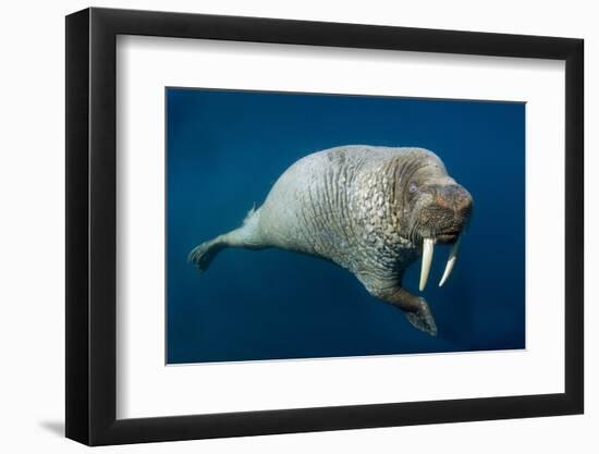 Underwater Walrus, Hudson Bay, Nunavut, Canada-Paul Souders-Framed Photographic Print