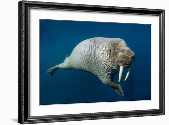 Underwater Walrus, Hudson Bay, Nunavut, Canada-Paul Souders-Framed Photographic Print