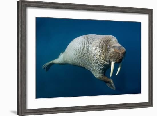 Underwater Walrus, Hudson Bay, Nunavut, Canada-Paul Souders-Framed Photographic Print