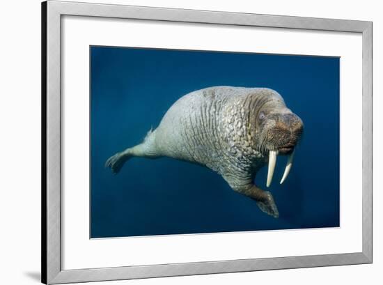 Underwater Walrus, Hudson Bay, Nunavut, Canada-Paul Souders-Framed Photographic Print