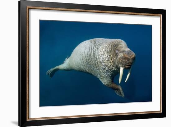 Underwater Walrus, Hudson Bay, Nunavut, Canada-Paul Souders-Framed Photographic Print