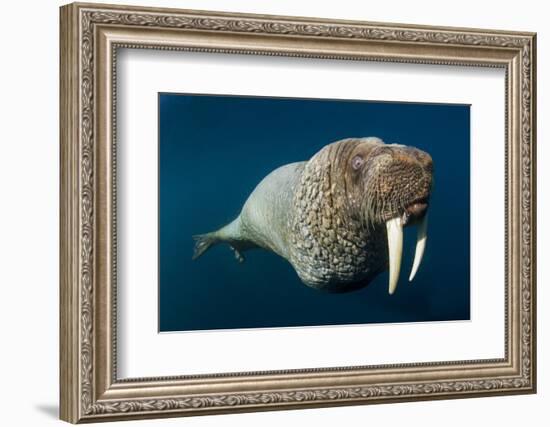 Underwater Walrus, Hudson Bay, Nunavut, Canada-Paul Souders-Framed Photographic Print