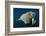 Underwater Walrus, Hudson Bay, Nunavut, Canada-Paul Souders-Framed Photographic Print