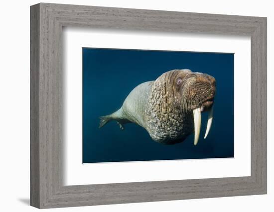 Underwater Walrus, Hudson Bay, Nunavut, Canada-Paul Souders-Framed Photographic Print