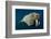 Underwater Walrus, Hudson Bay, Nunavut, Canada-Paul Souders-Framed Photographic Print