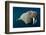 Underwater Walrus, Hudson Bay, Nunavut, Canada-Paul Souders-Framed Photographic Print