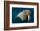 Underwater Walrus, Hudson Bay, Nunavut, Canada-Paul Souders-Framed Photographic Print