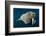 Underwater Walrus, Hudson Bay, Nunavut, Canada-Paul Souders-Framed Photographic Print