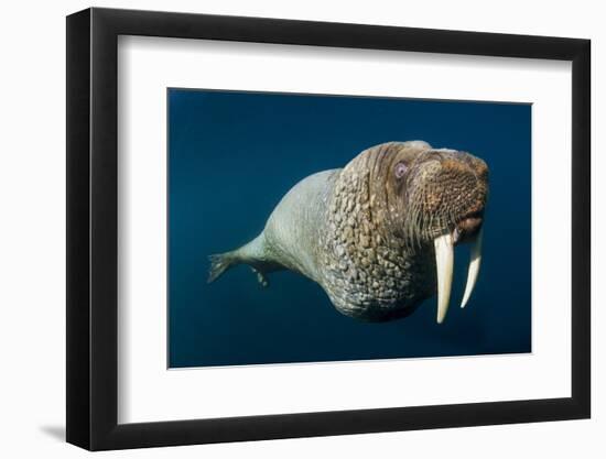 Underwater Walrus, Hudson Bay, Nunavut, Canada-Paul Souders-Framed Photographic Print